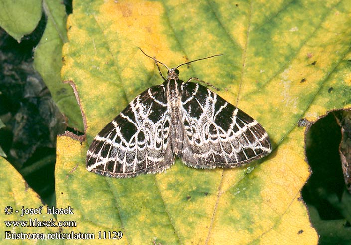 Eustroma reticulata 11129 UK: Netted Carpet DE: Netzspanner CZ: píďalka síťkovaná