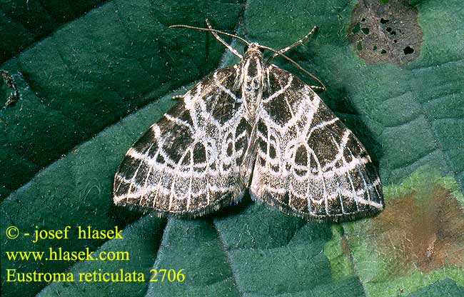 Eustroma reticulata 2706 UK: Netted Carpet DE: Netzspanner CZ: píďalka síťkovaná