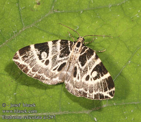 Eustroma reticulata píďalka síťkovaná Netted Carpet Netzspanner