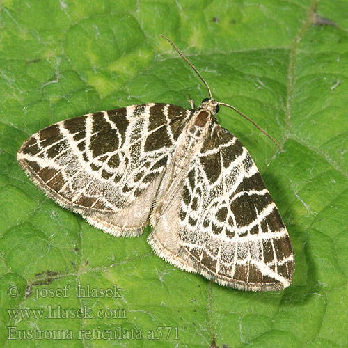 Eustroma reticulata píďalka síťkovaná Netted Carpet Netzspanner