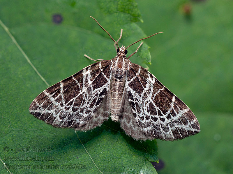 Eustroma reticulata