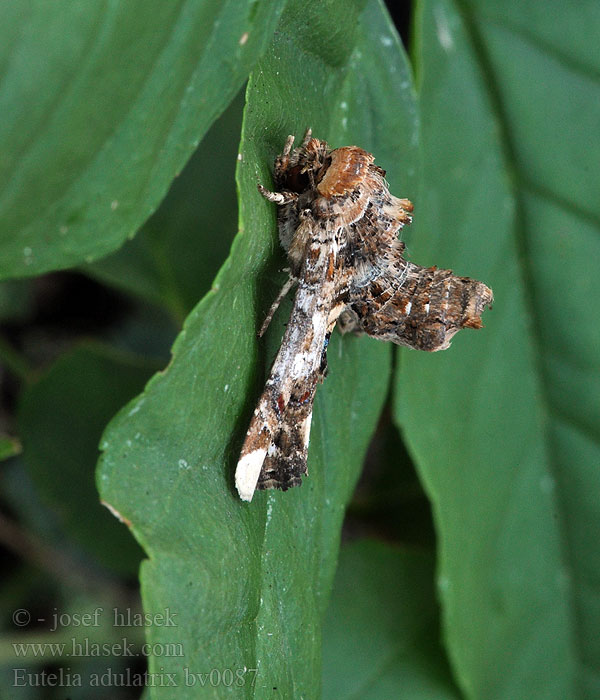 Noctuelle adulatrice Eutelia adulatrix