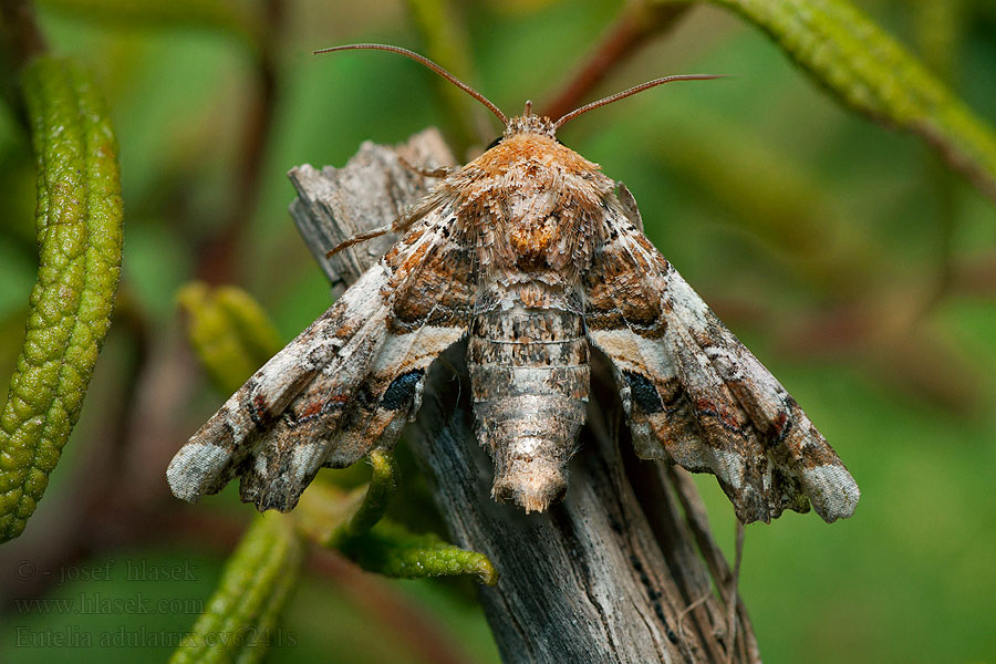 Eutelia adulatrix