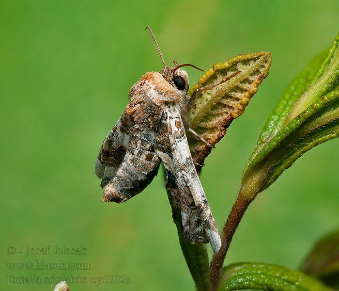 Eutelia adulatrix