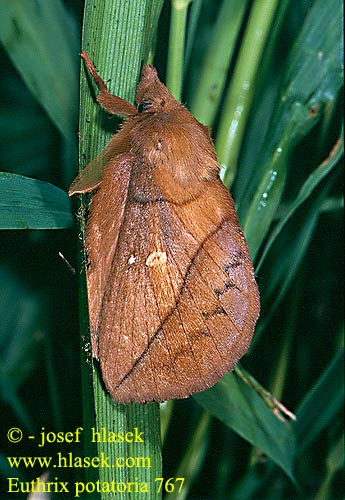 Euthrix potatoria Buveuse Bombyx Buveur Grasglucke