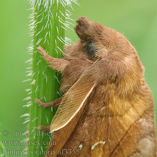 Euthrix potatoria Priadkovec trávový Grasspinner Rietvink