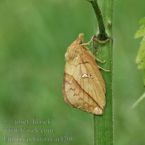 Euthrix potatoria Bourovec trávový Gräselefan Шелкопряд