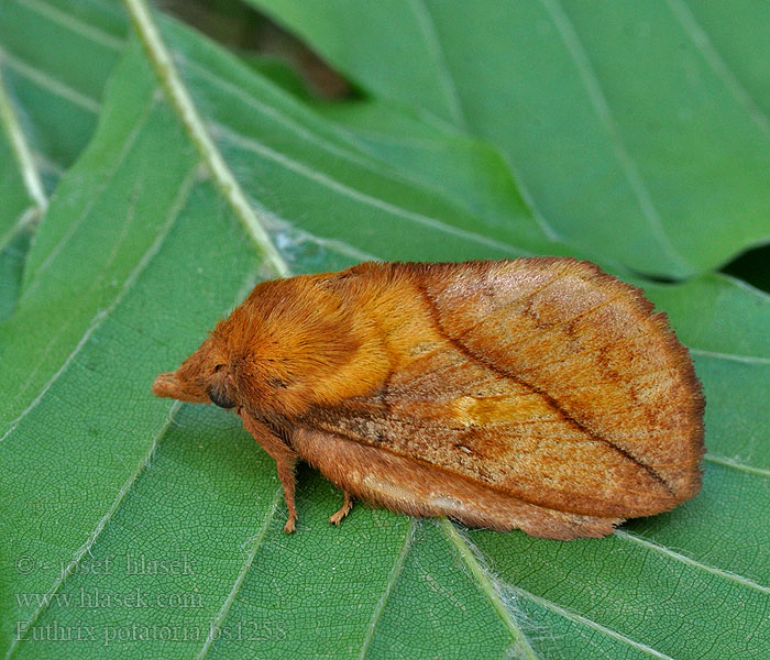 Euthrix potatoria Bourovec trávový Gräselefan Шелкопряд травяной