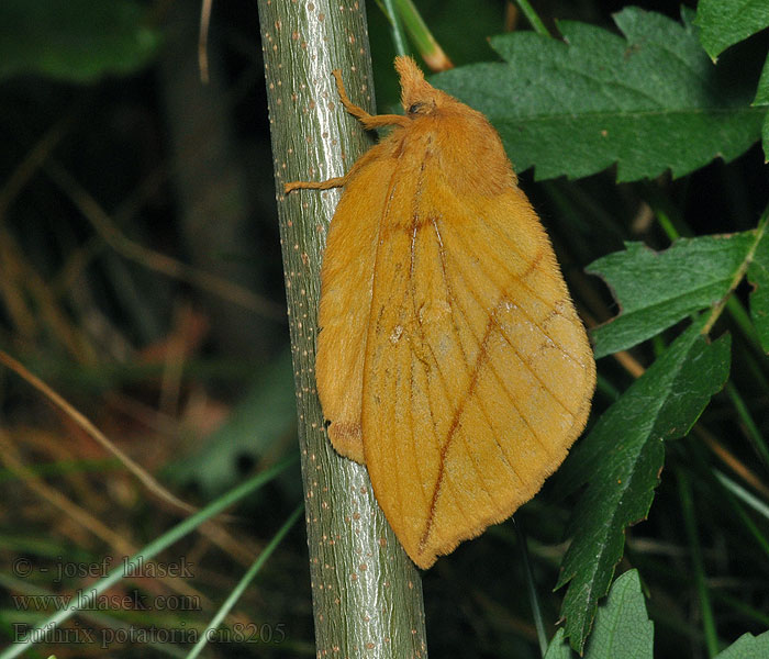 Euthrix potatoria