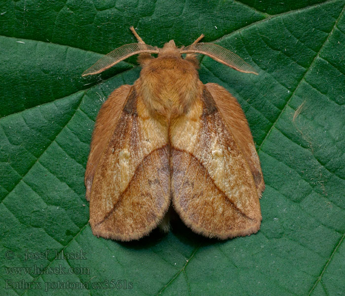 Euthrix potatoria