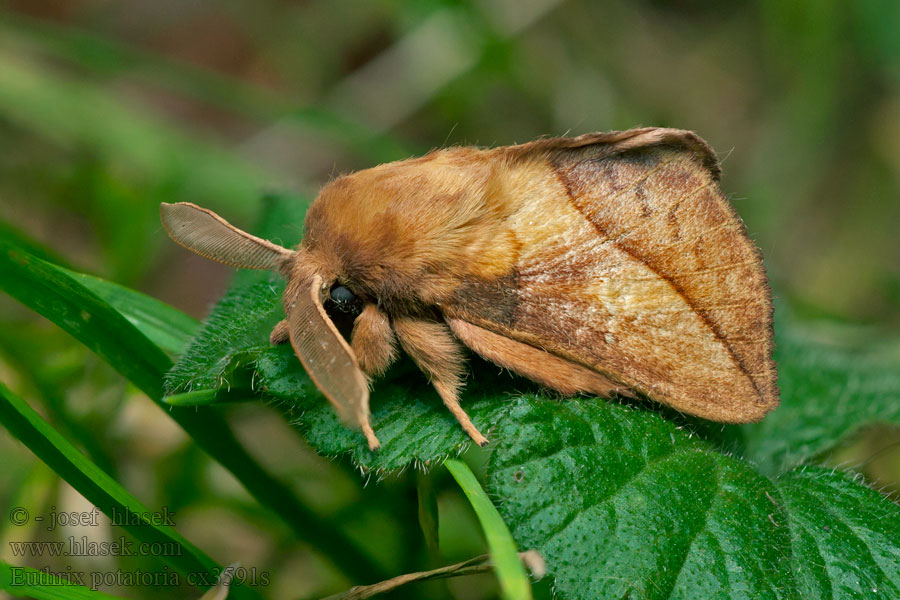 Euthrix potatoria