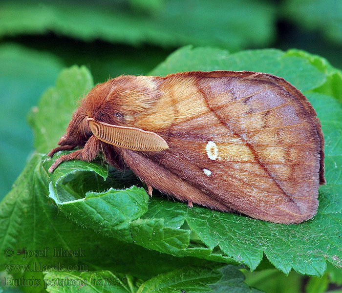 Bourovec trávový Euthrix potatoria