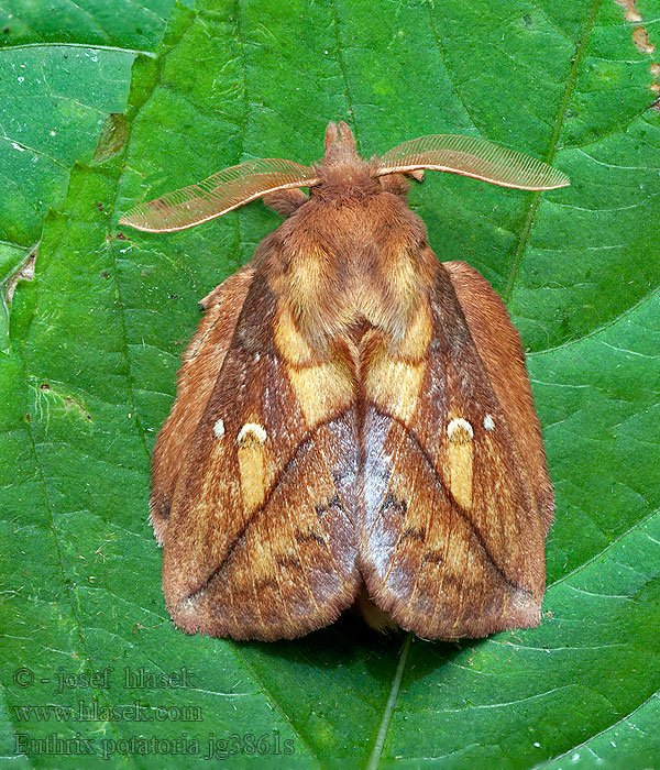 Bourovec trávový Euthrix potatoria