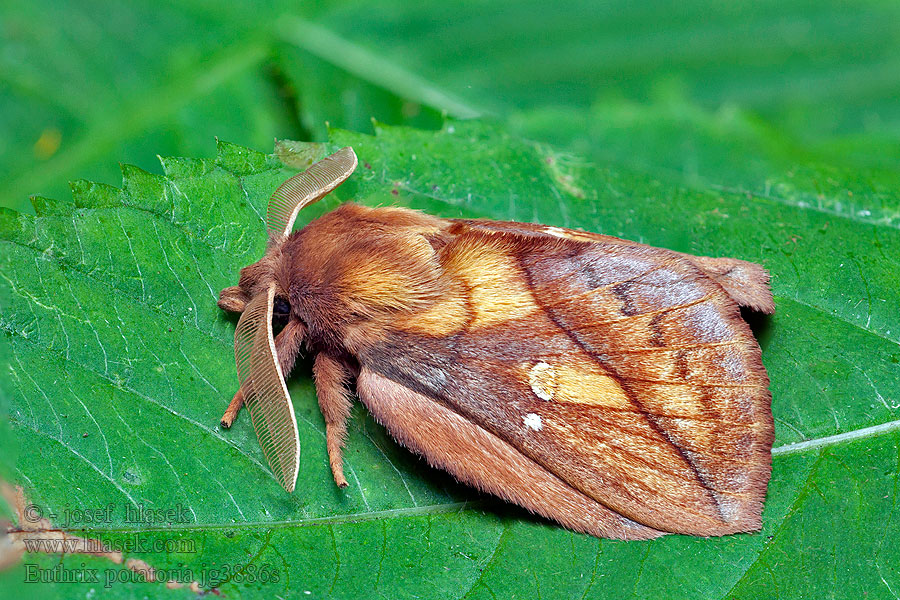 Gräselefan Euthrix potatoria