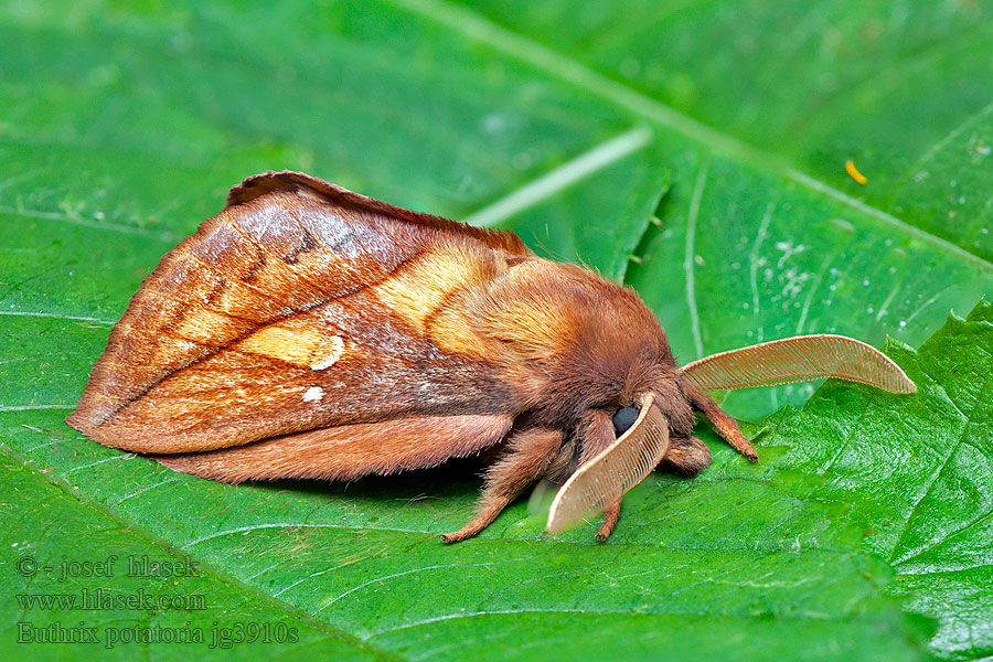 Euthrix potatoria