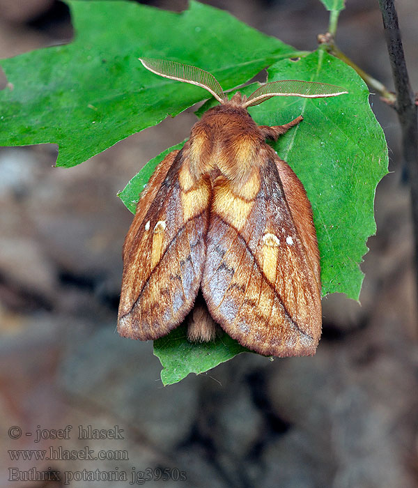 Euthrix potatoria