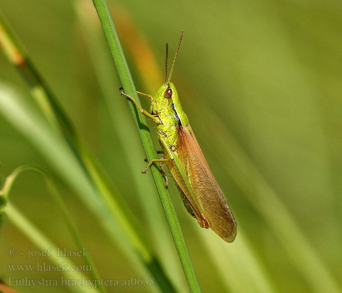 Euthystira brachyptera Koník zlatozelený