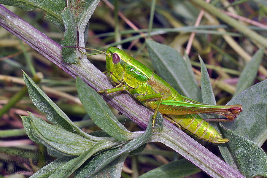 Euthystira brachyptera