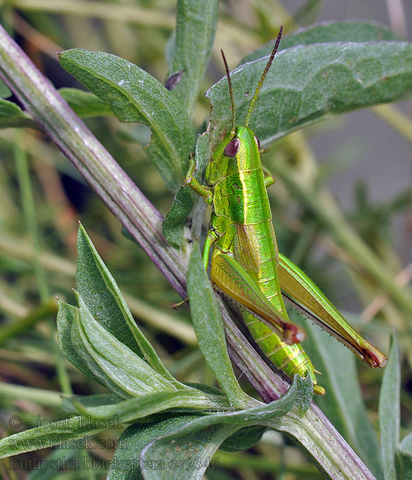 Euthystira brachyptera