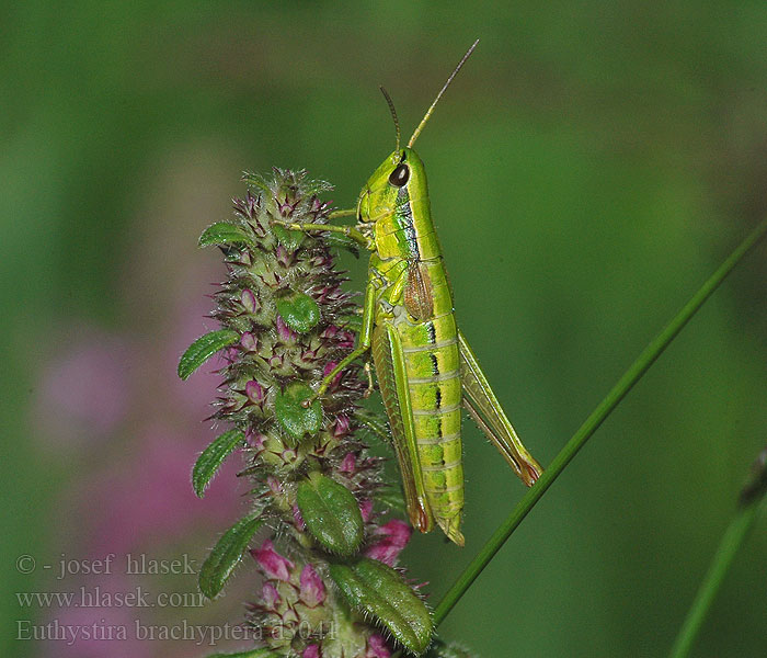 Criquet genévriers Euthystira brachyptera