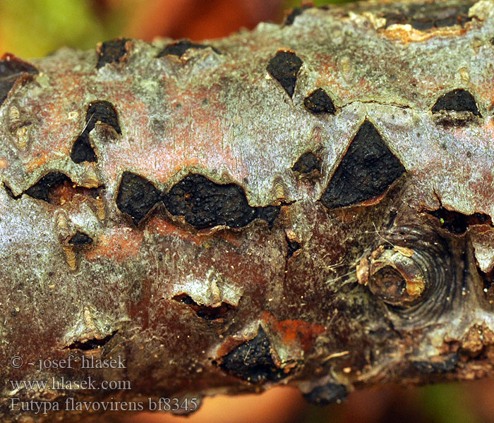 Eutypa flavovirens bf8345