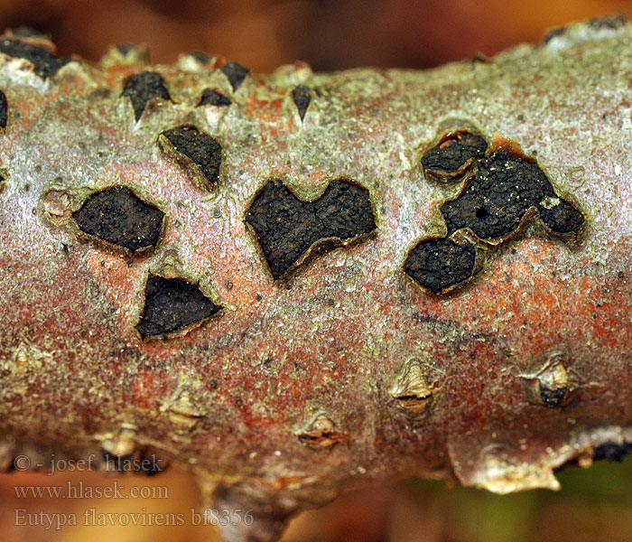 Diatrype flavovirens Eutypa Stromatosphaeria multiceps Bradavkatka žlutozelená Korstkogelzwam Gelbgrüner Krustenkugelpilz Diatrypka zelenkastá Диатрипе зеленоватый