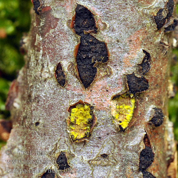 Eutypa flavovirens bf8377