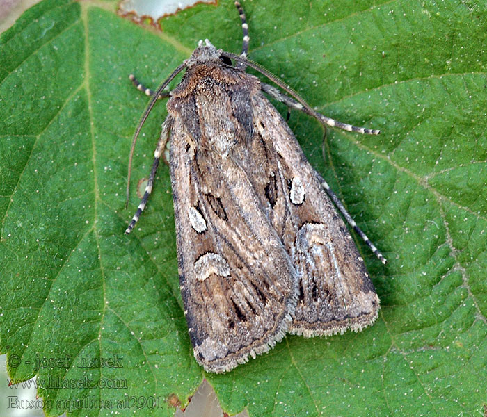 Noctuelle Aquiline Совка виноградная Gekamde graanworteluil