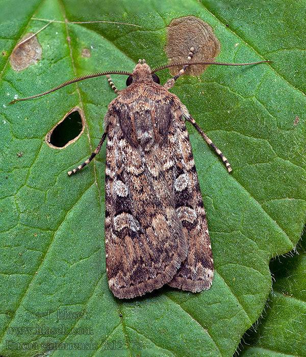 Euxoa canariensis