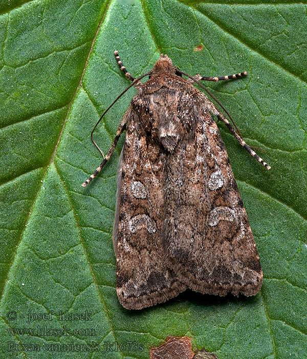 Euxoa canariensis