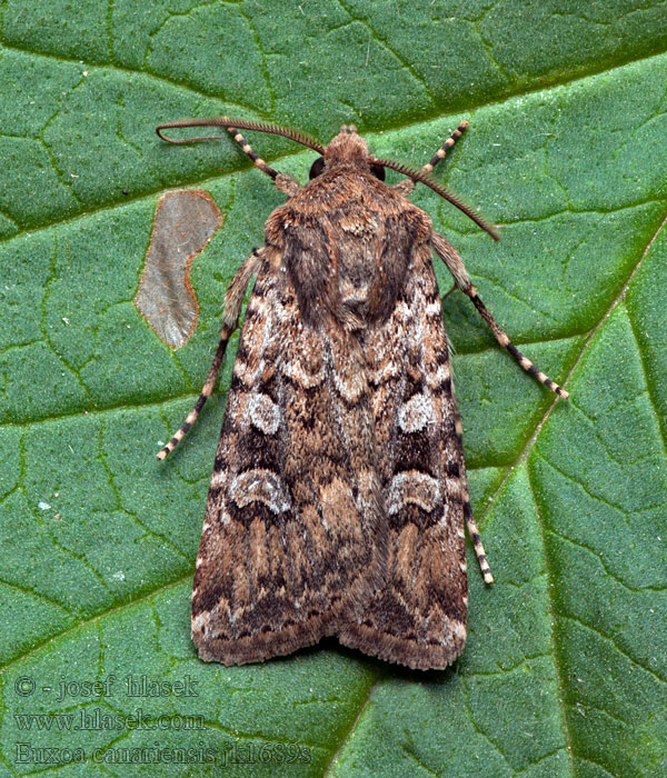 Euxoa canariensis