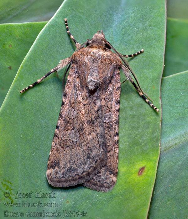 Euxoa canariensis