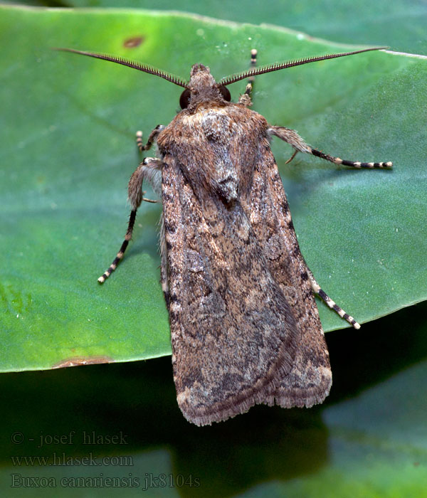 Euxoa canariensis