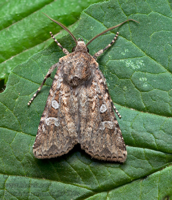 Euxoa canariensis