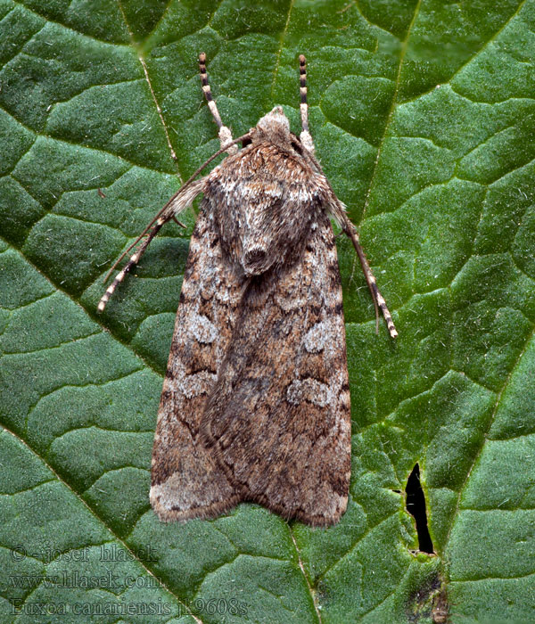 Euxoa canariensis