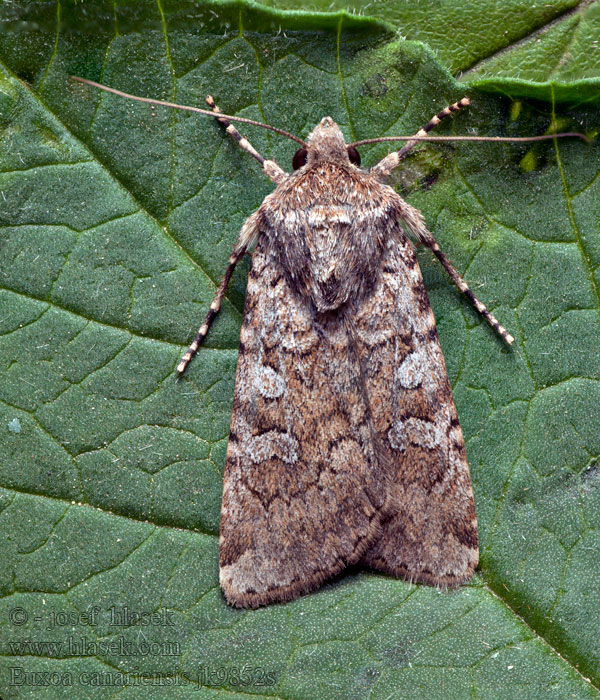 Euxoa canariensis