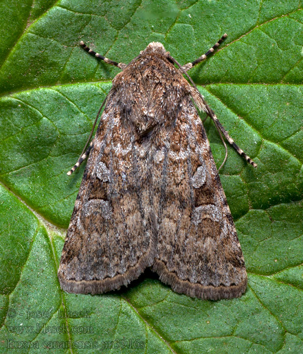 Euxoa canariensis