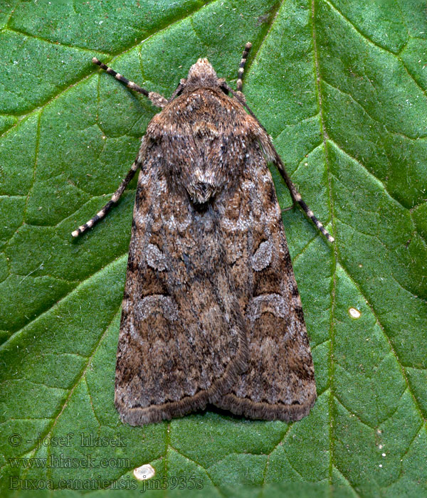 Euxoa canariensis