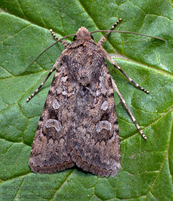 Euxoa canariensis