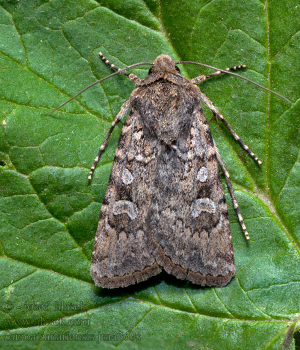 Euxoa canariensis