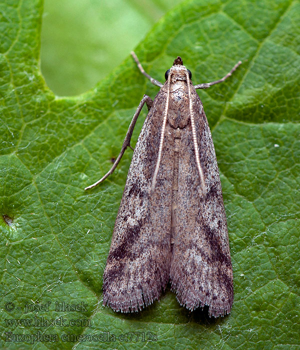 Euzophera cinerosella