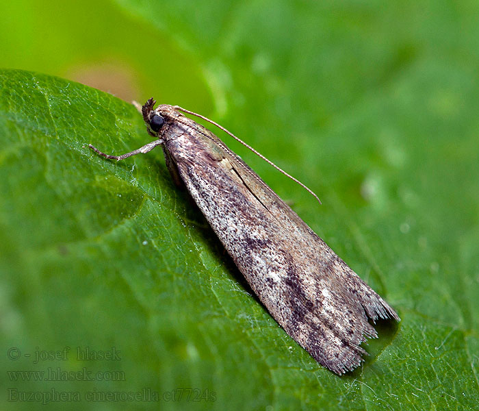 Euzophera cinerosella