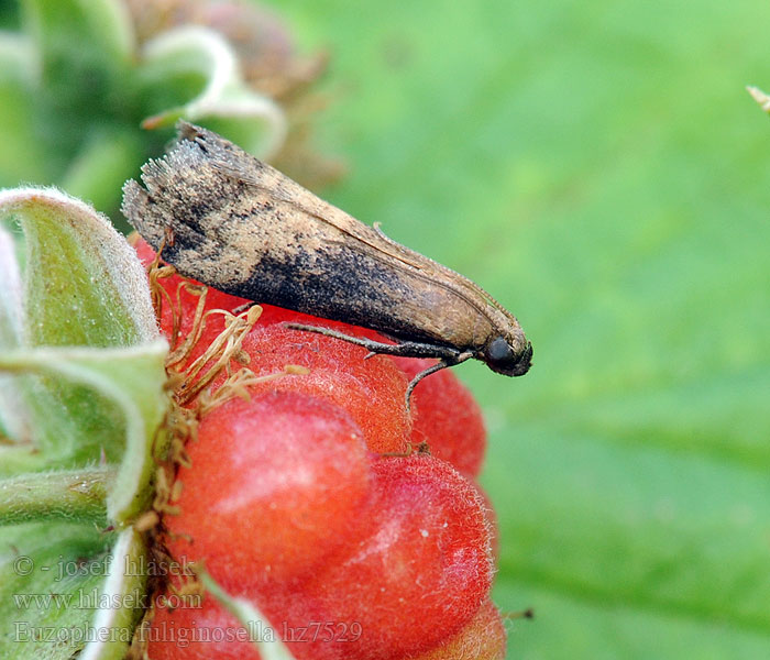 Witbandberkenlichtmot Euzophera fuliginosella