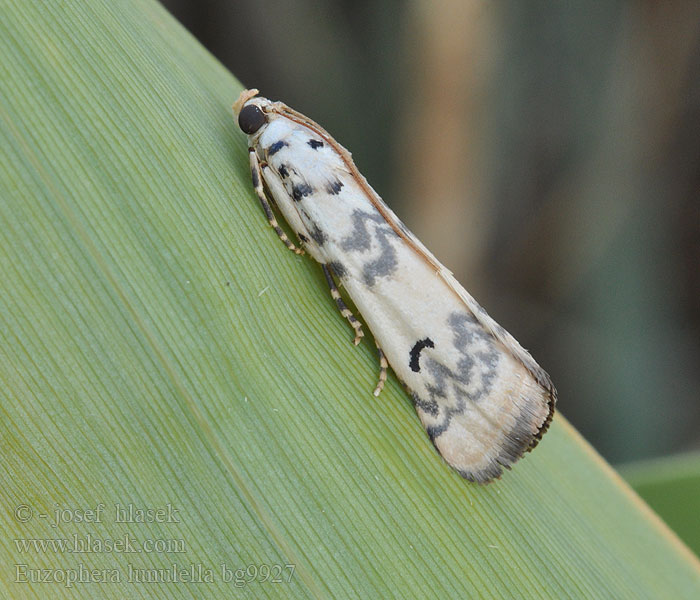 Euzophera lunulella