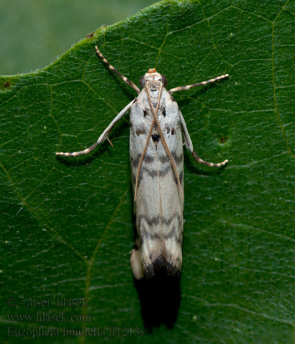 Euzophera lunulella