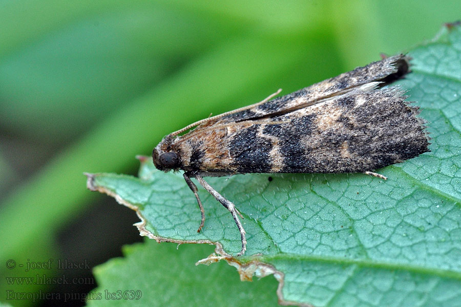 Euzophera pinguis Tabby Knot-horn