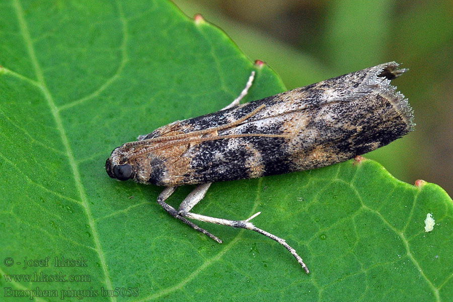 Euzophera pinguis Tweekleurige lichtmot