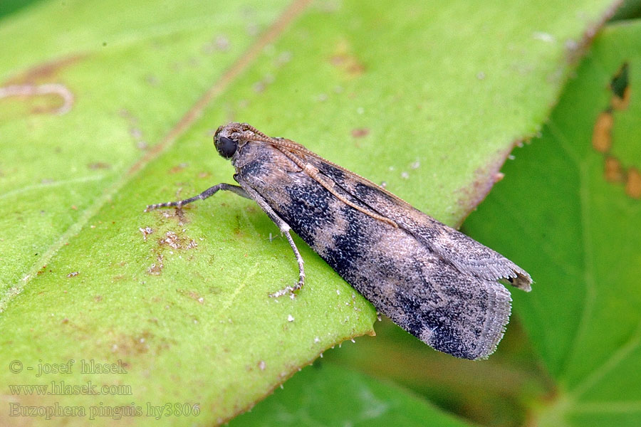 Tabby Knot-horn Euzophera pinguis