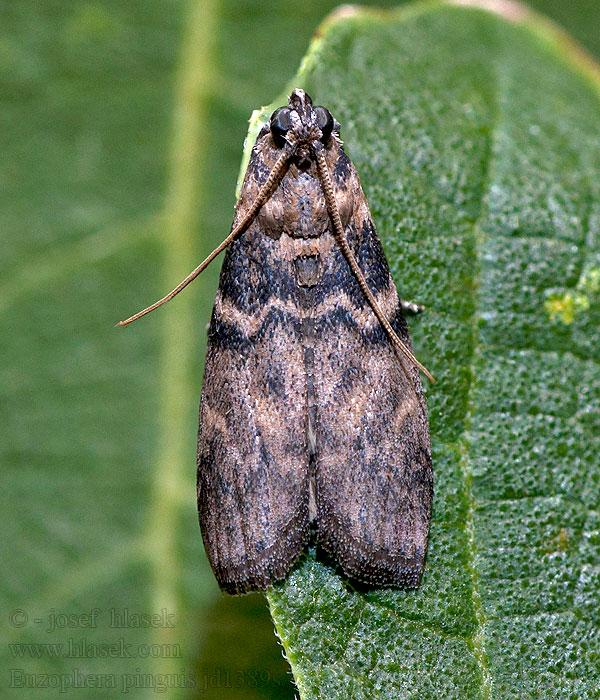 Euzophera pinguis Tabby Knot-horn Vijačka jaseňová