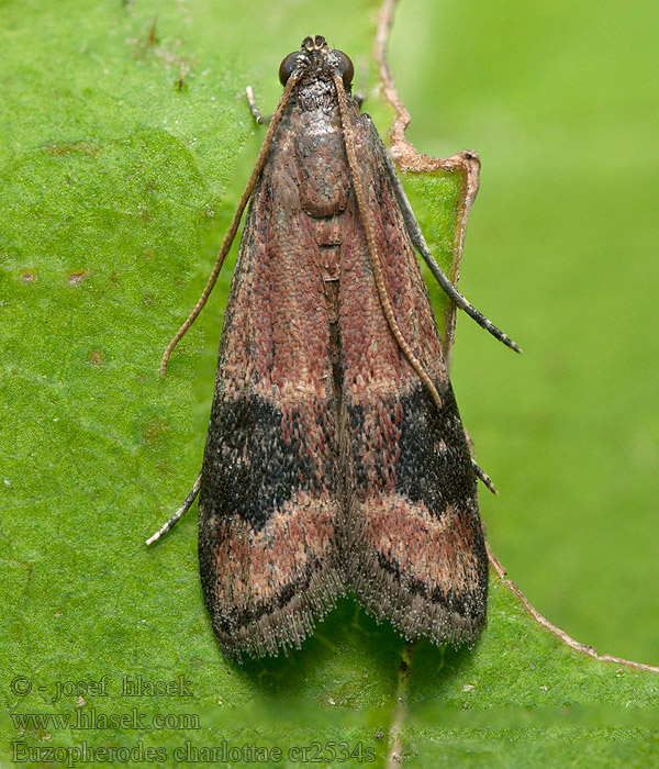 Euzopherodes charlottae Огнёвка Шарлотта